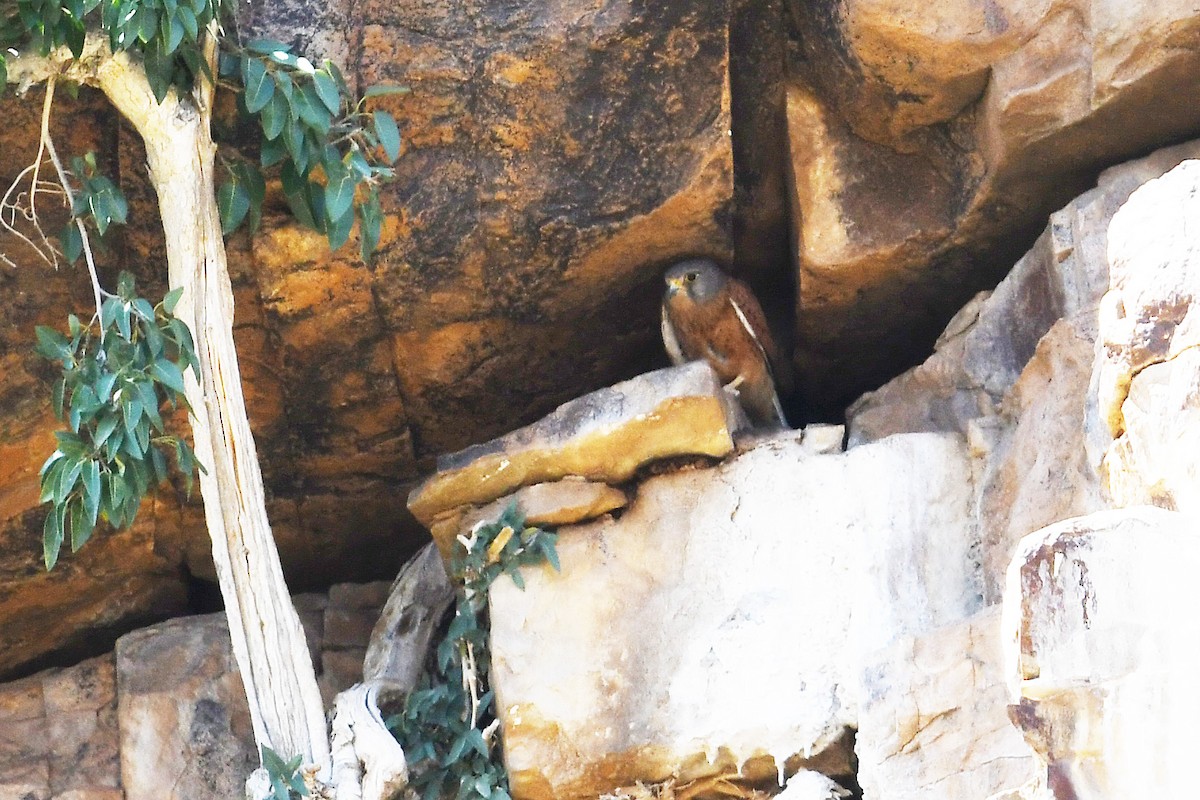 Rock Kestrel - ML637874056