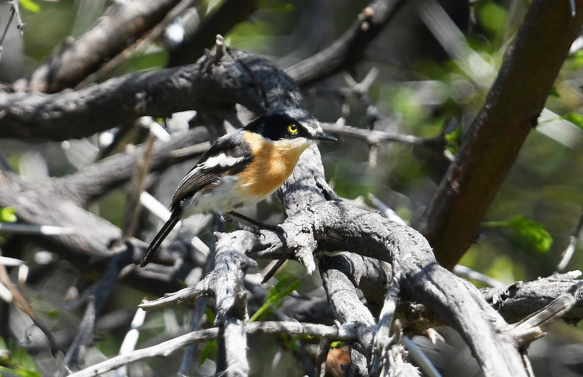 Pririt Batis - ML637874079