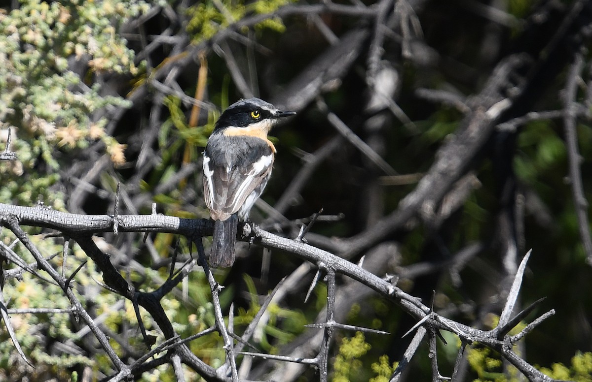 Pririt Batis - ML637874084
