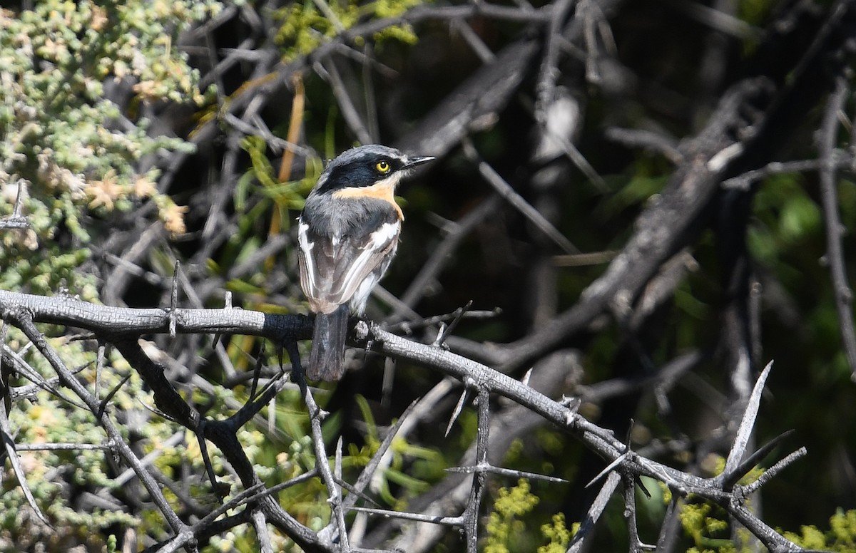 Pririt Batis - ML637874089