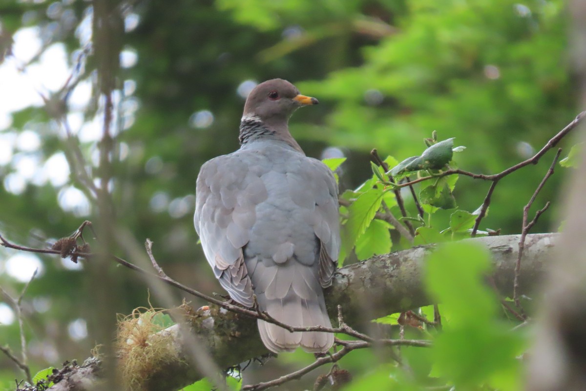 Band-tailed Pigeon - ML637874127