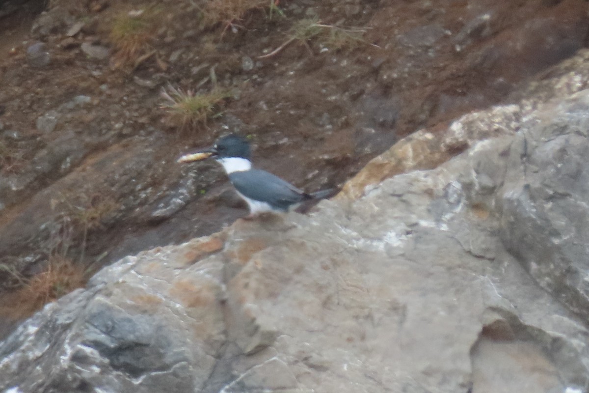 Belted Kingfisher - ML637874142