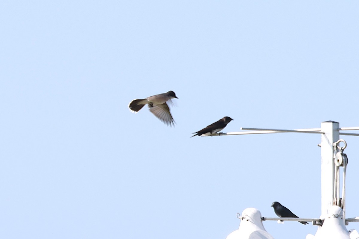 Purple Martin - ML637874150