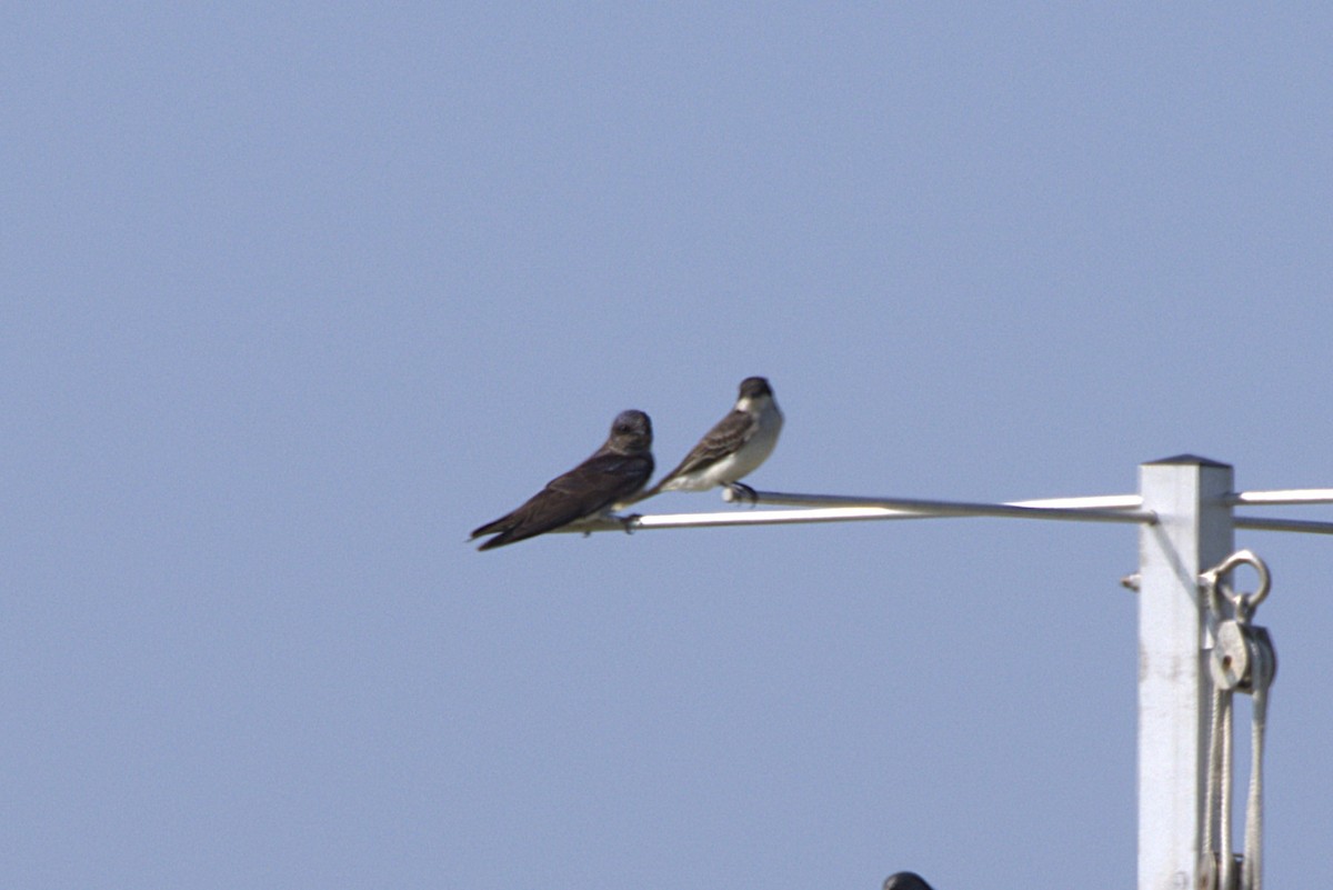 Purple Martin - ML637874167
