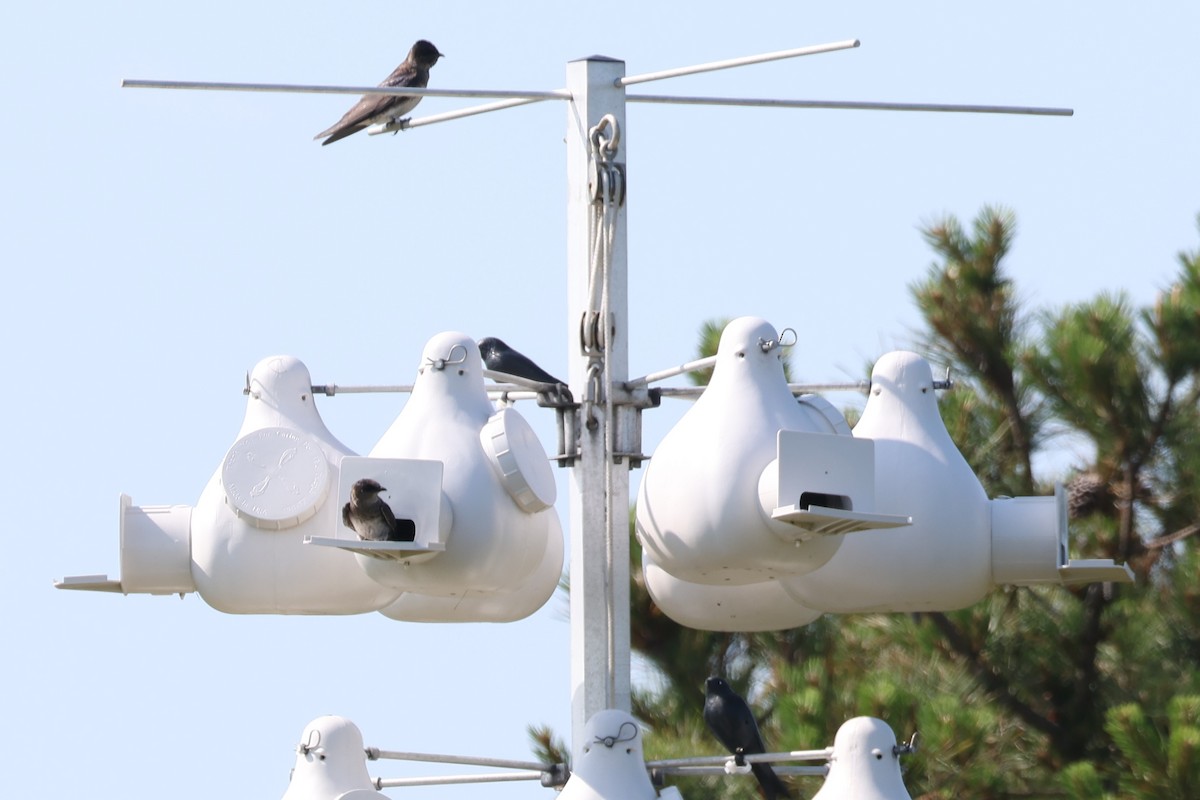 Purple Martin - ML637874176