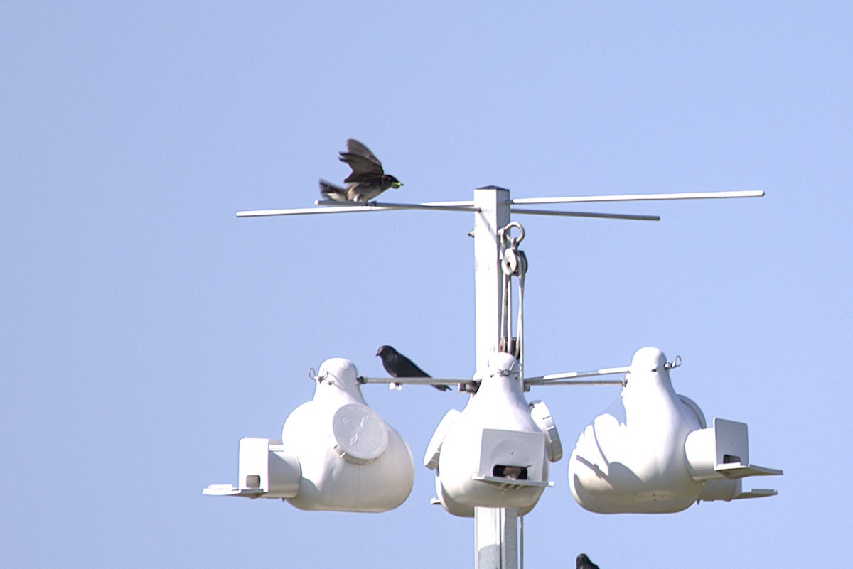 Purple Martin - ML637874192