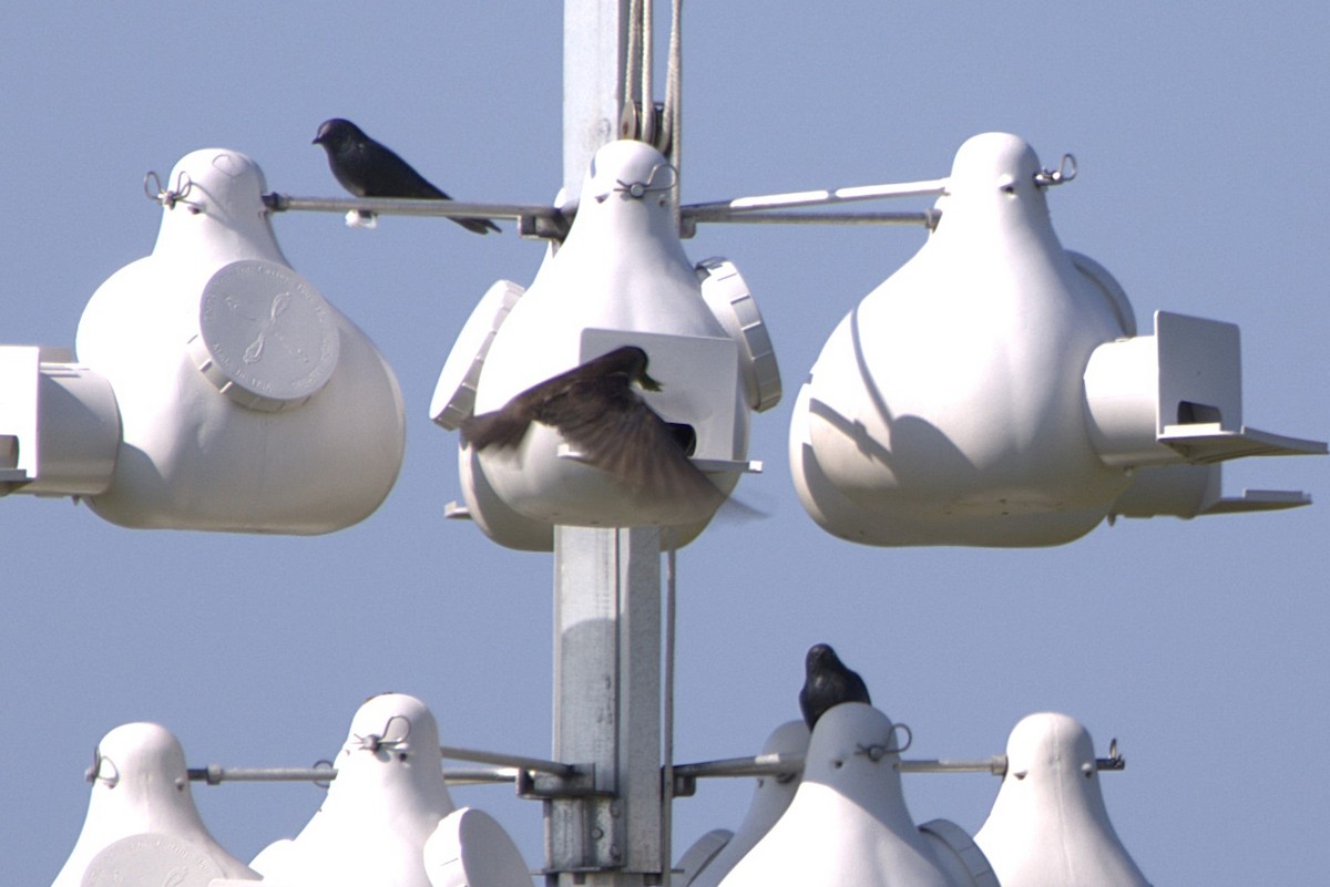 Purple Martin - ML637874201
