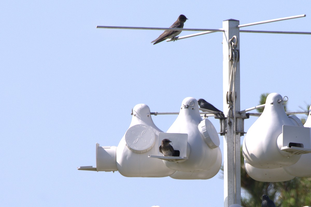 Purple Martin - ML637874208