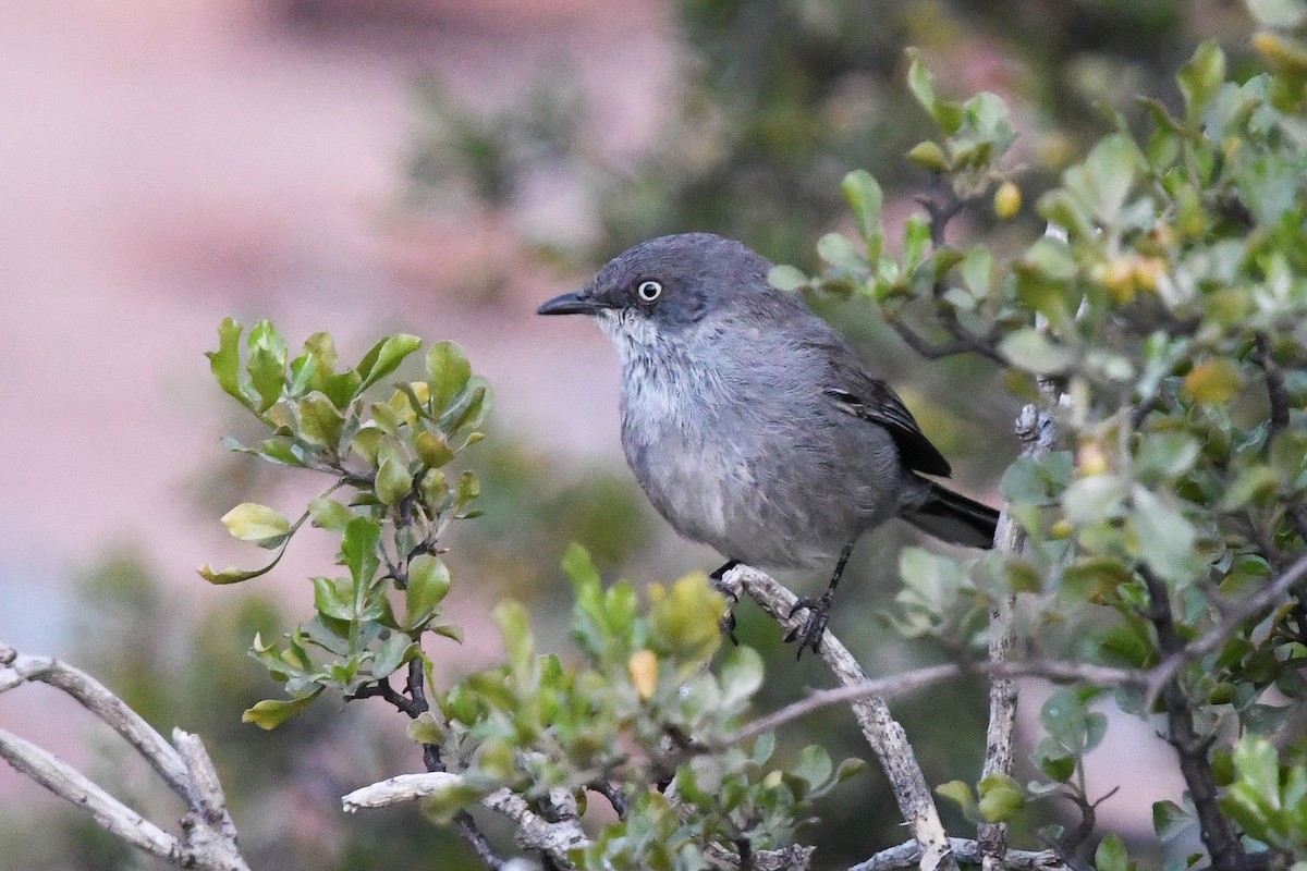Layard's Warbler - ML637874210