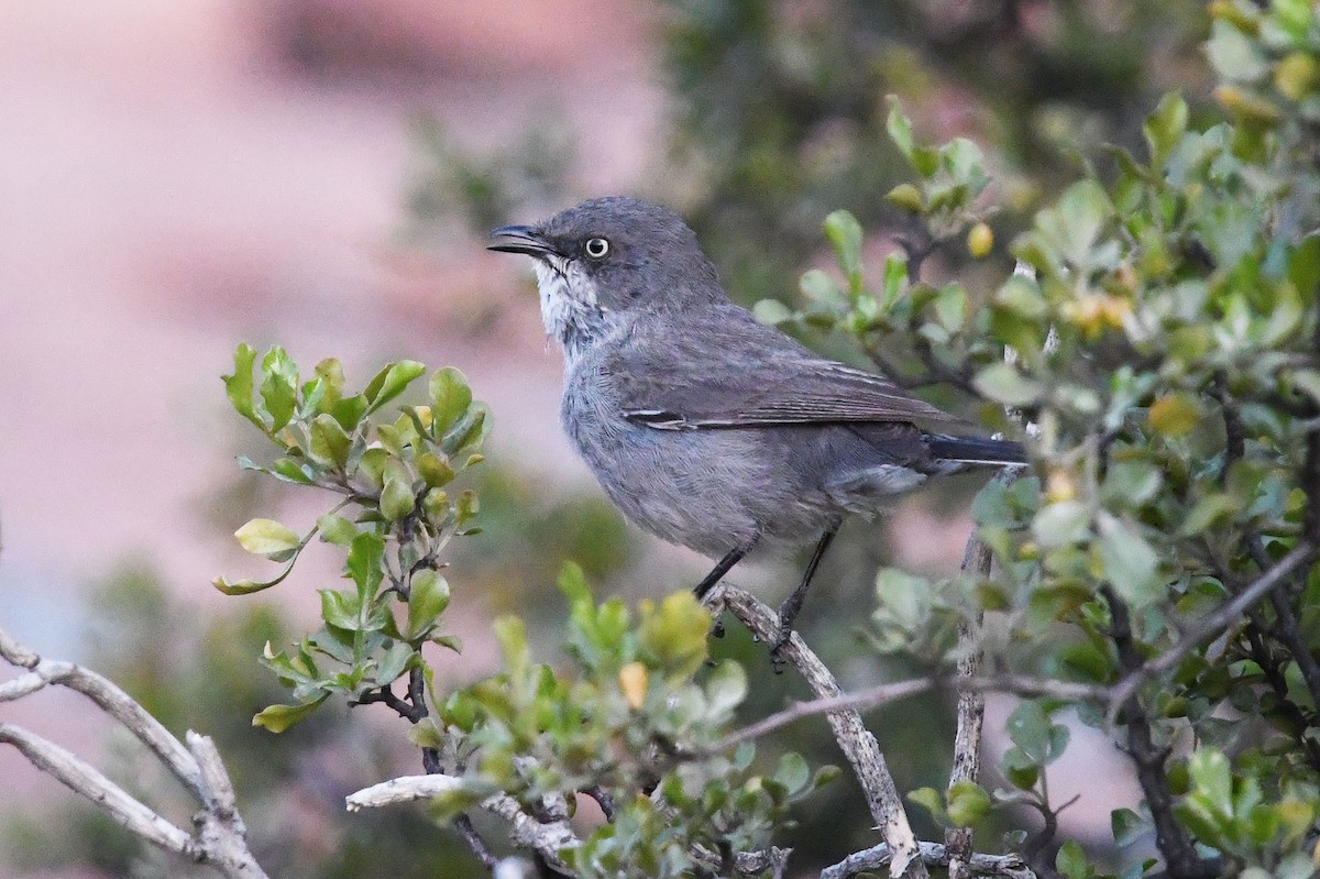 Layard's Warbler - ML637874214