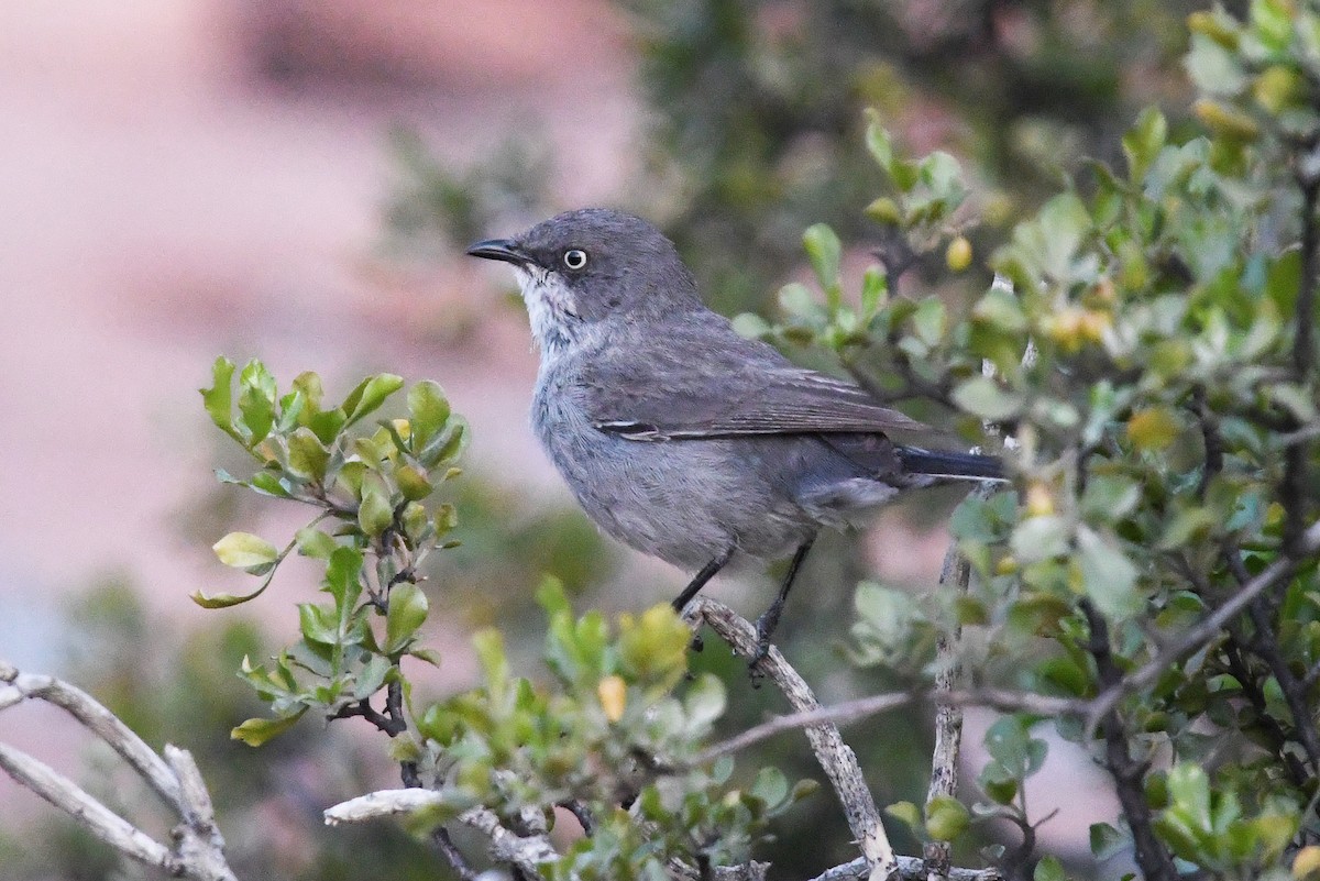 Layard's Warbler - ML637874219