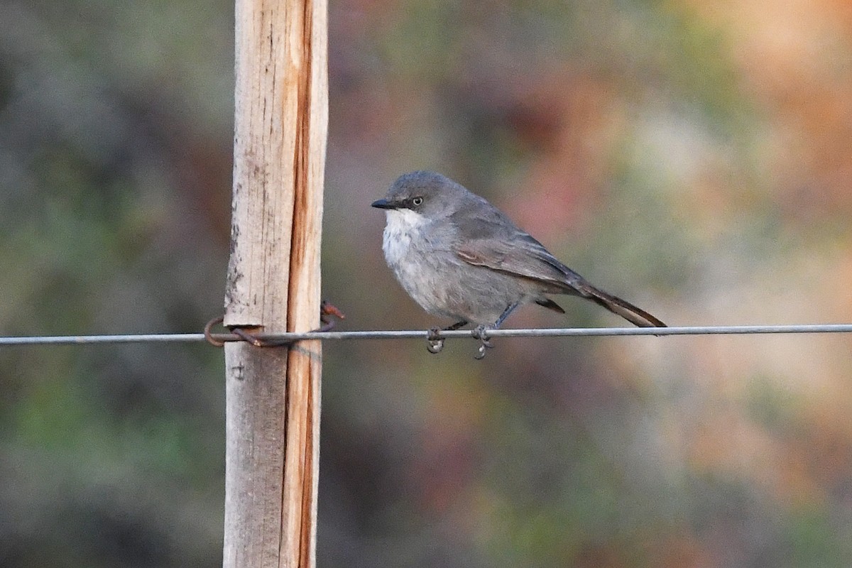 Layard's Warbler - ML637874224