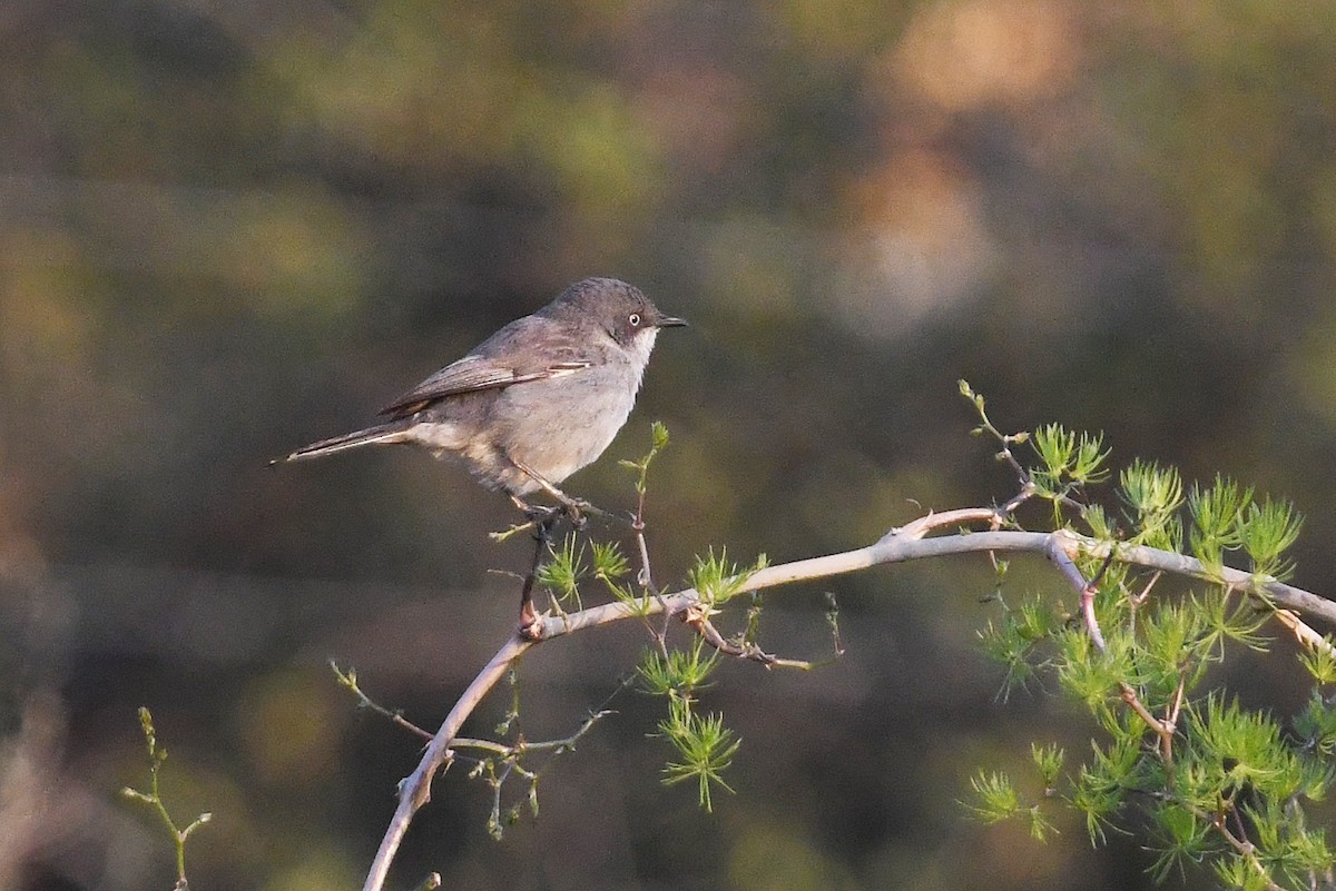 Layard's Warbler - ML637874226