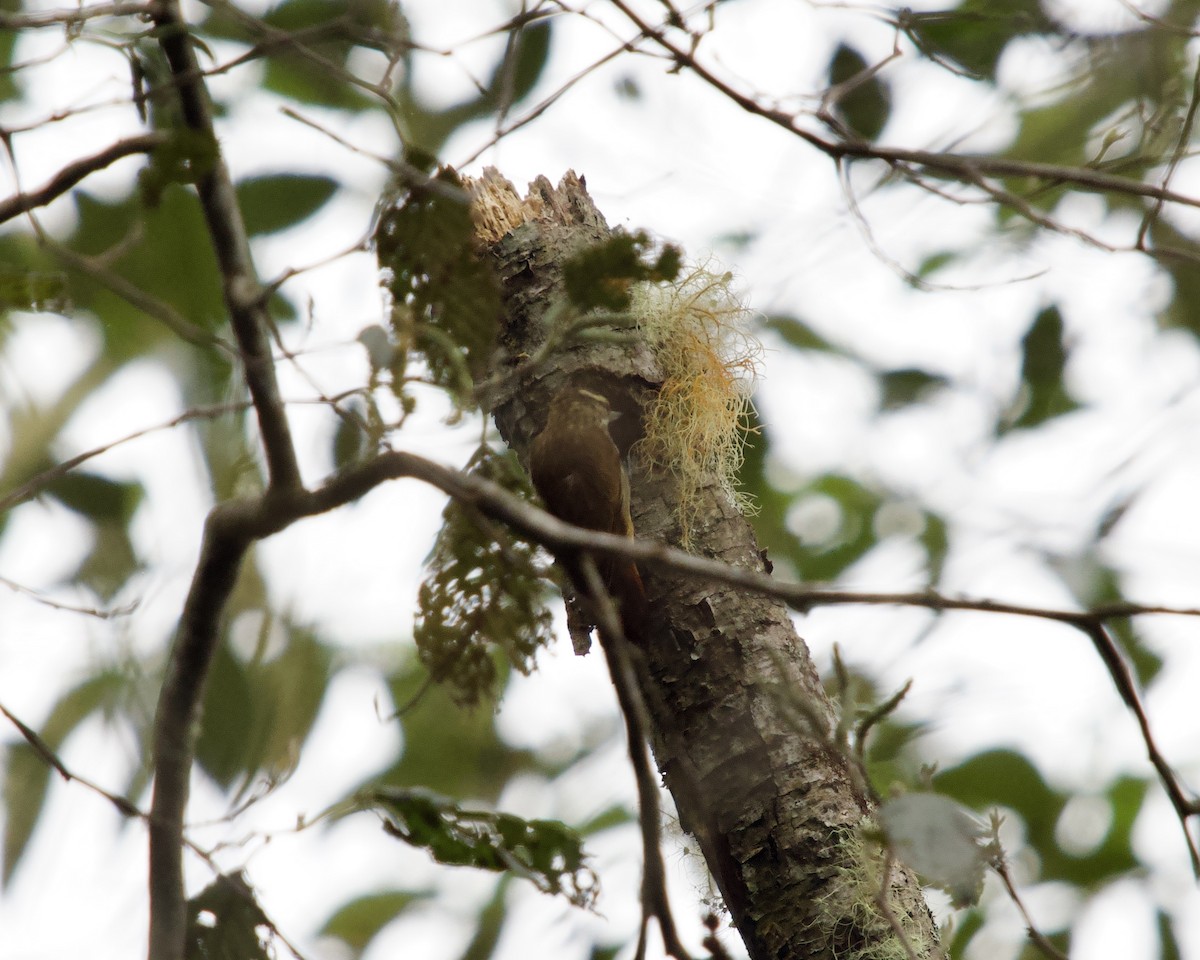 Streaked Xenops - ML637874278