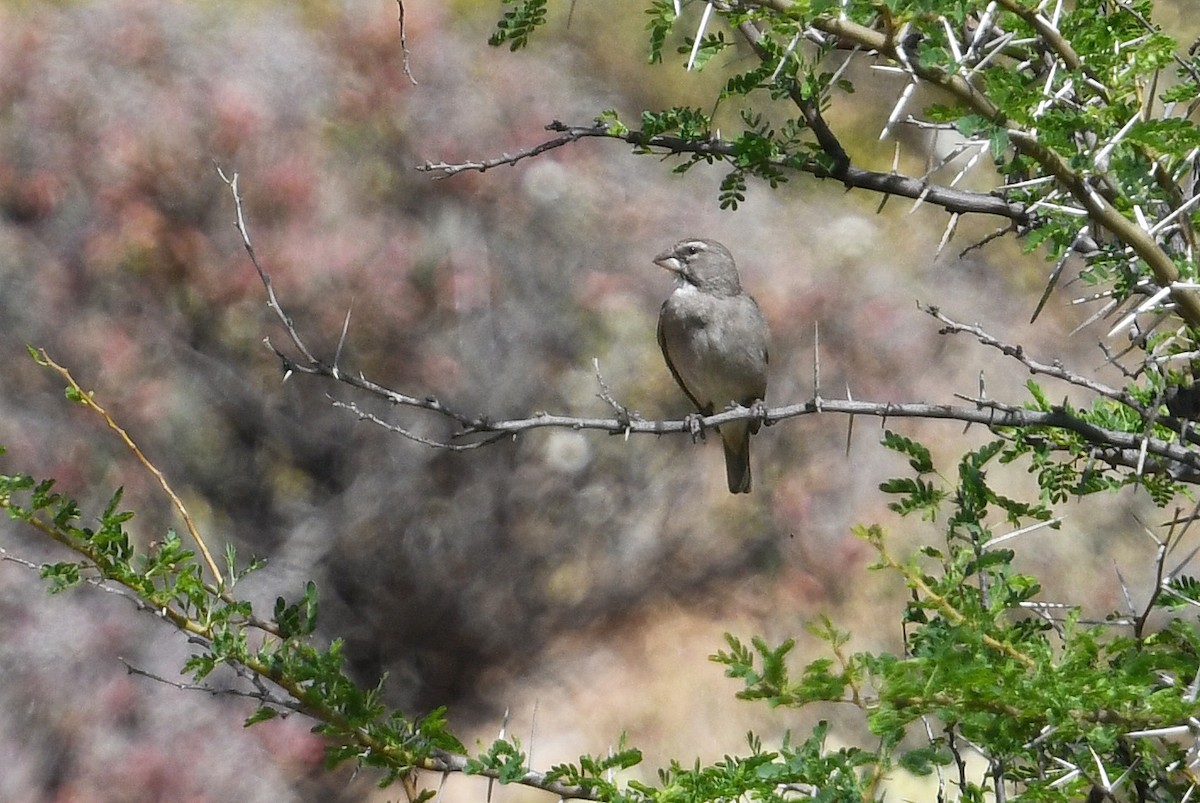 White-throated Canary - ML637874280