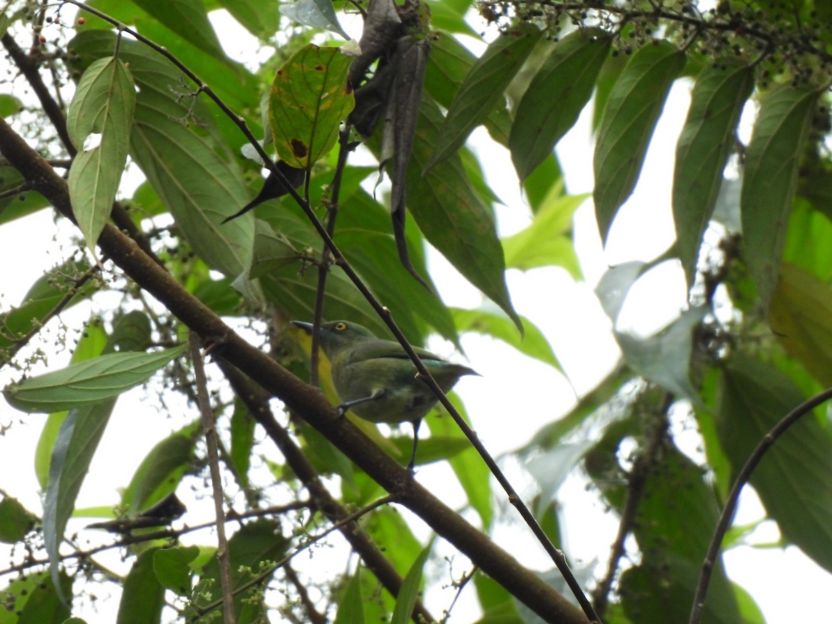 Viridian Dacnis - ML637874281