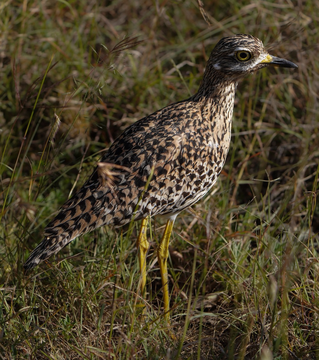 Spotted Thick-knee - ML637874283