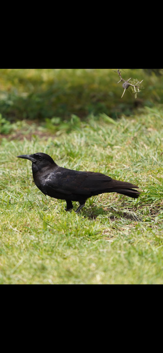 Cape Crow - ML637874294