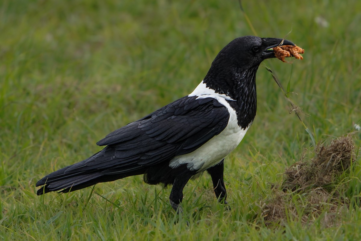Pied Crow - ML637874296