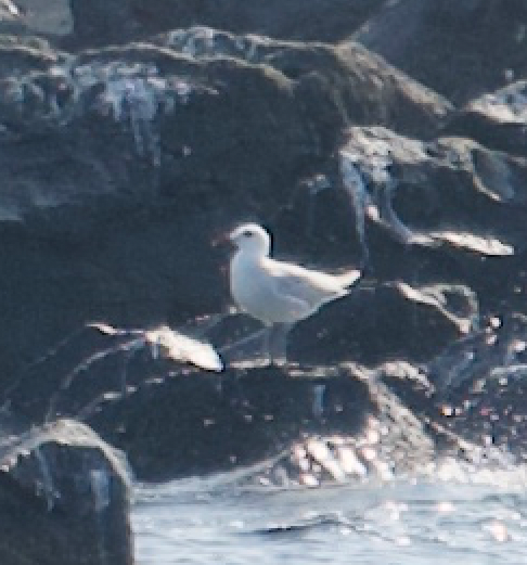 Audouin's Gull - ML637874302