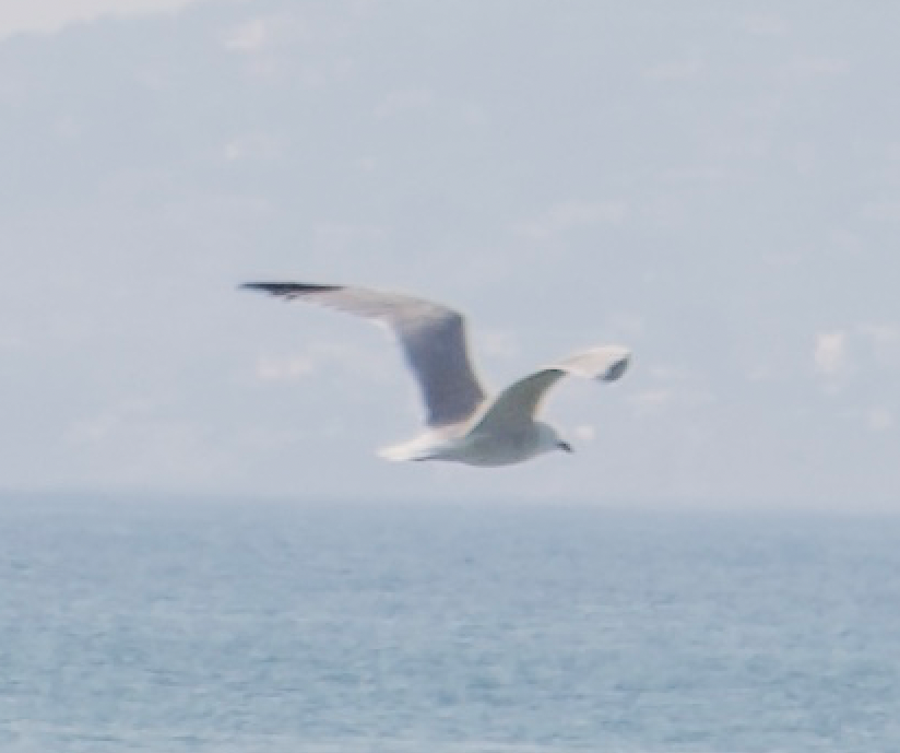 Audouin's Gull - ML637874304