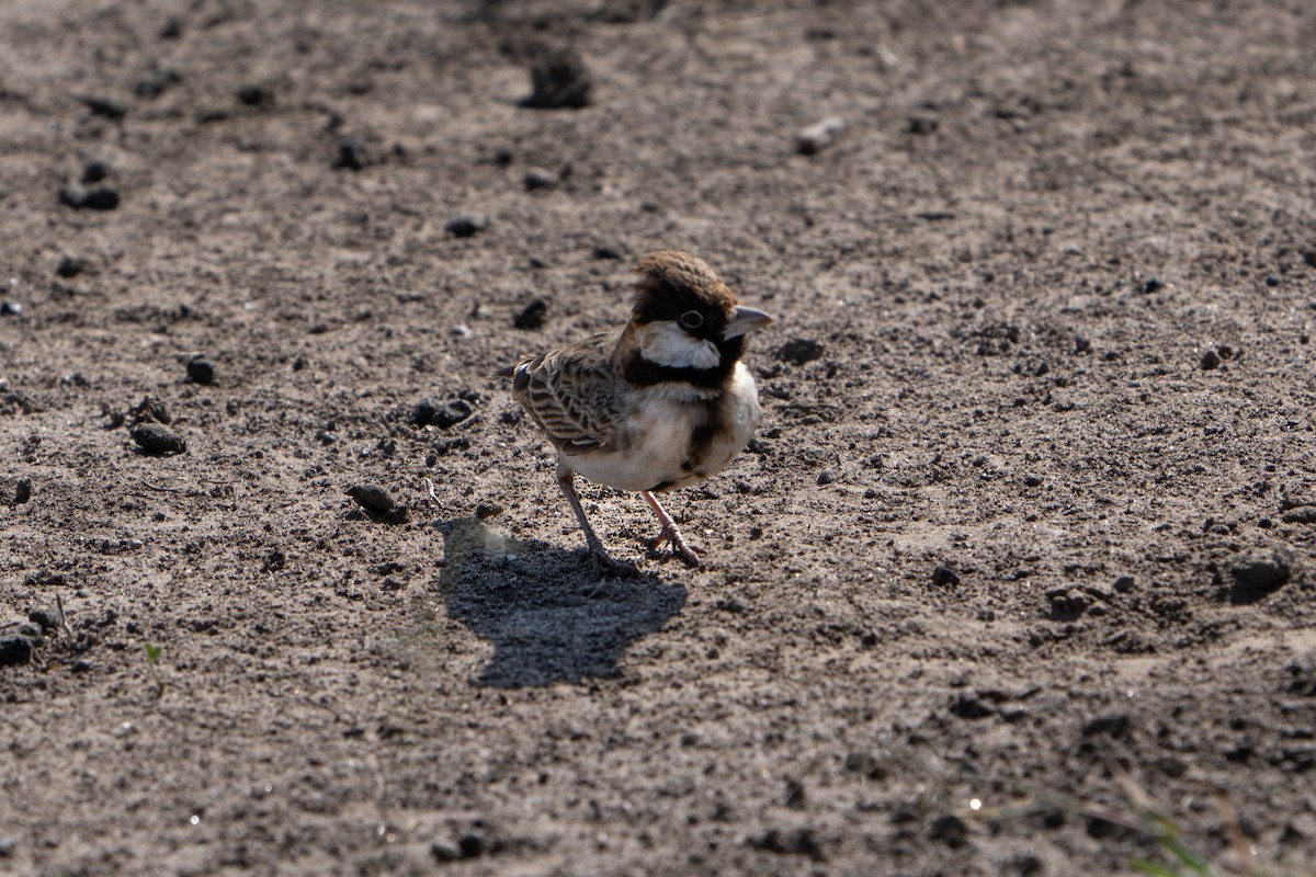 Fischer's Sparrow-Lark - ML637874307