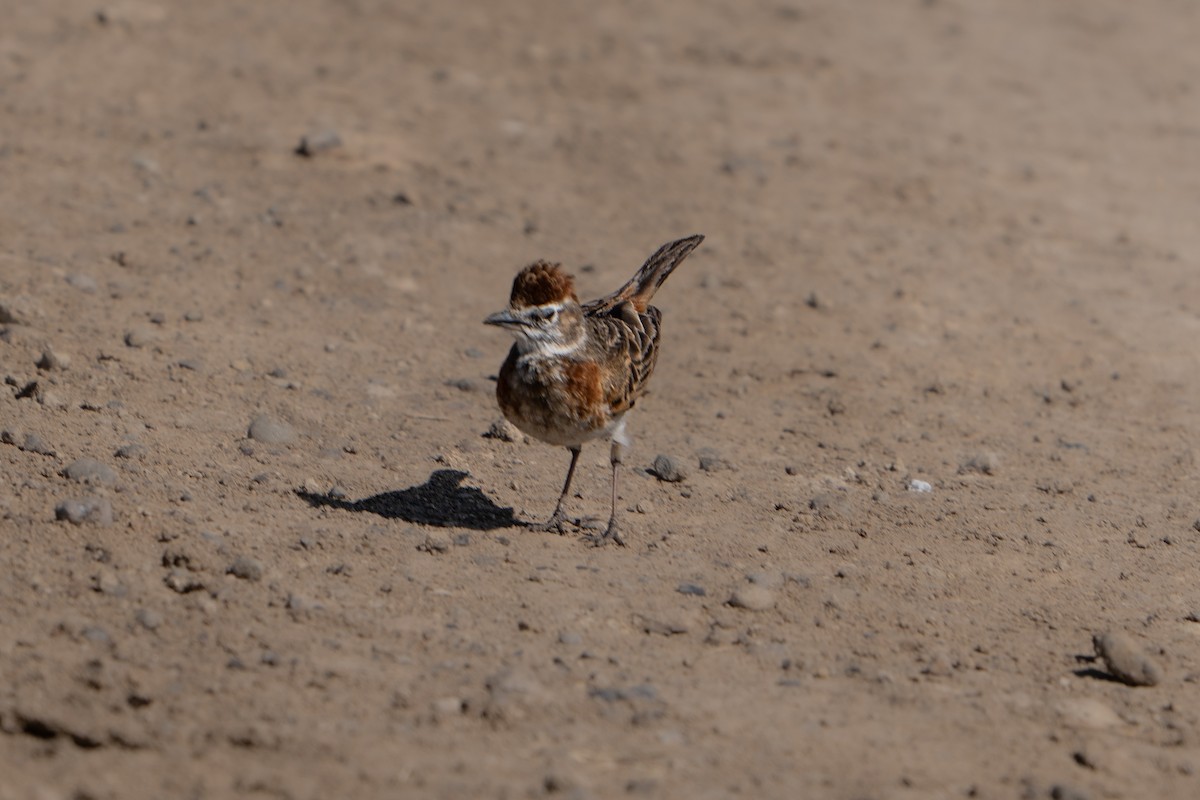 Red-capped Lark - ML637874324