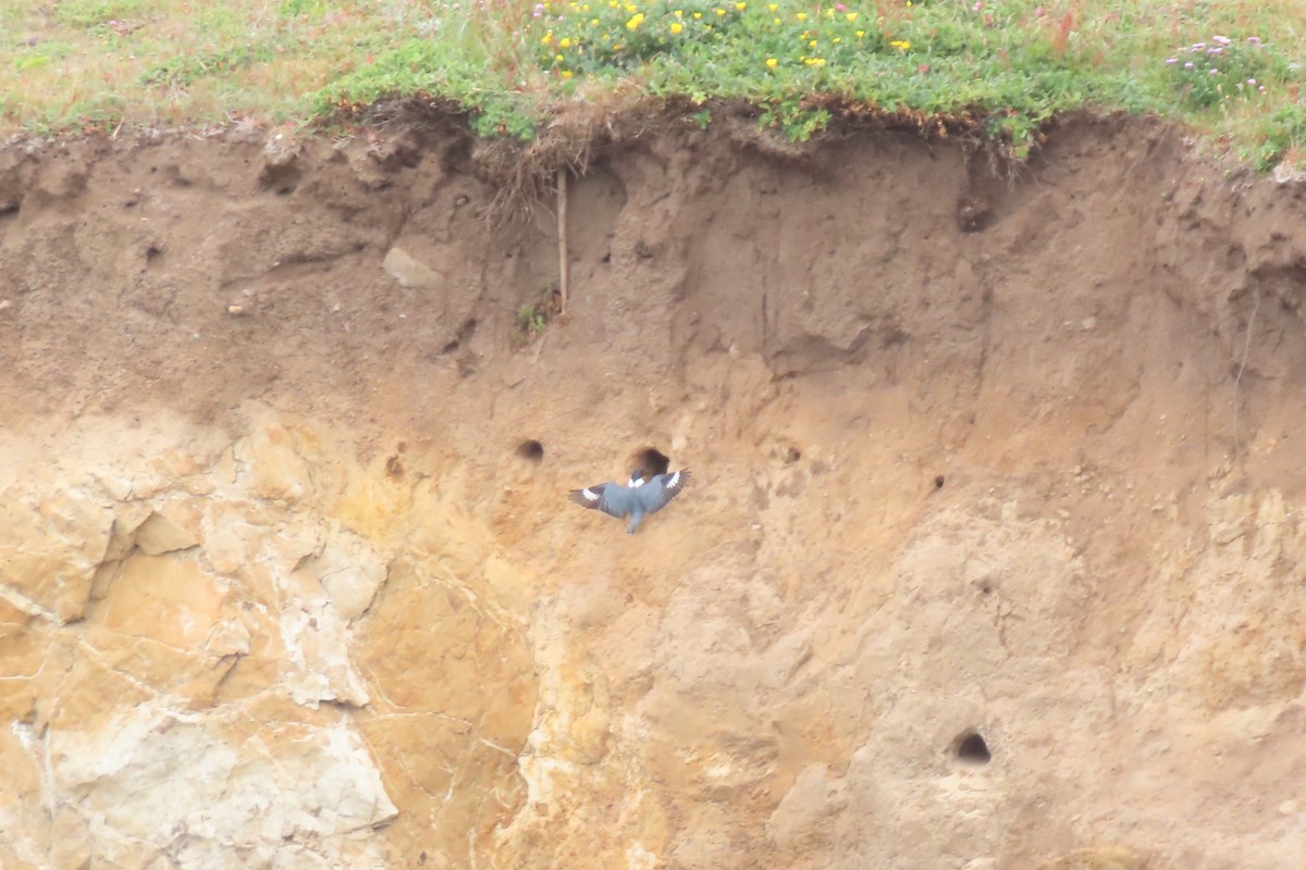 Belted Kingfisher - ML637874326