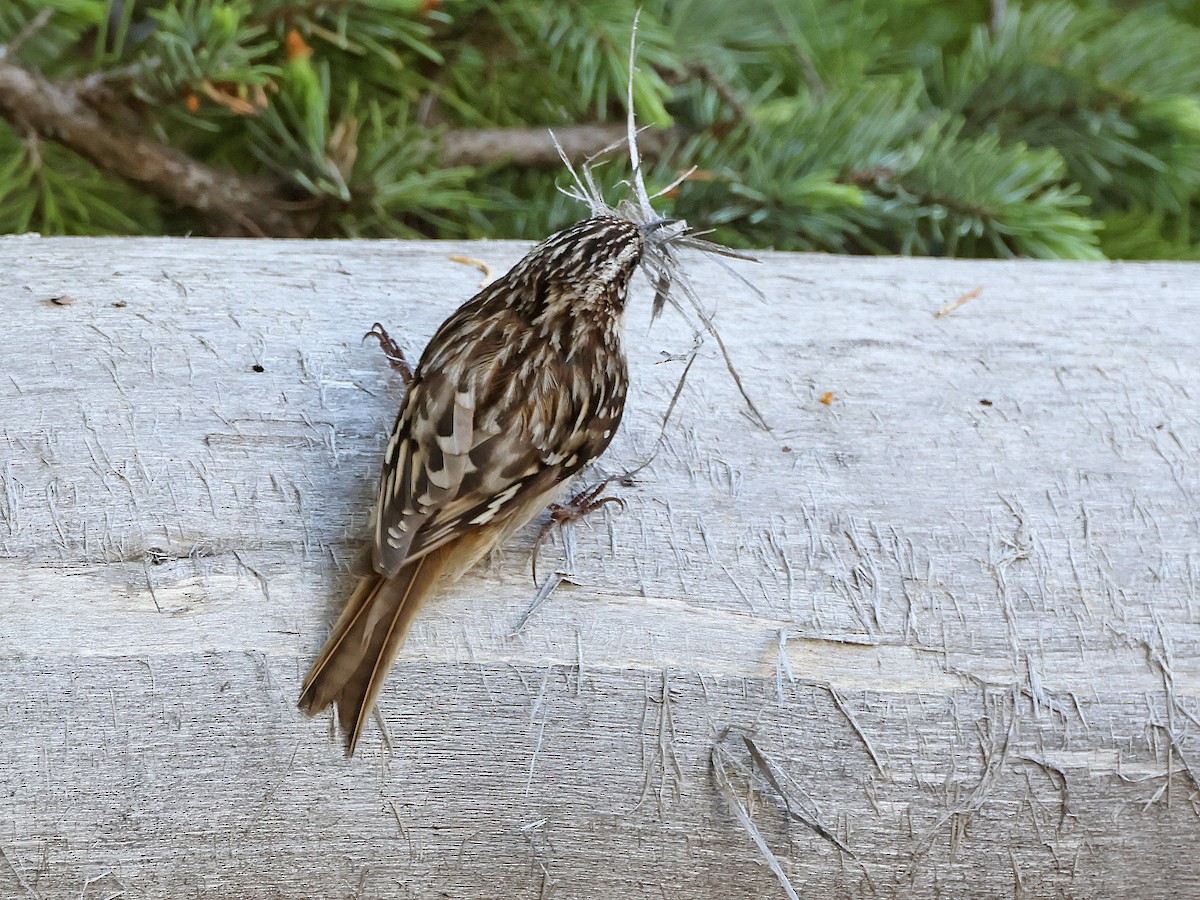 Brown Creeper - ML637874334