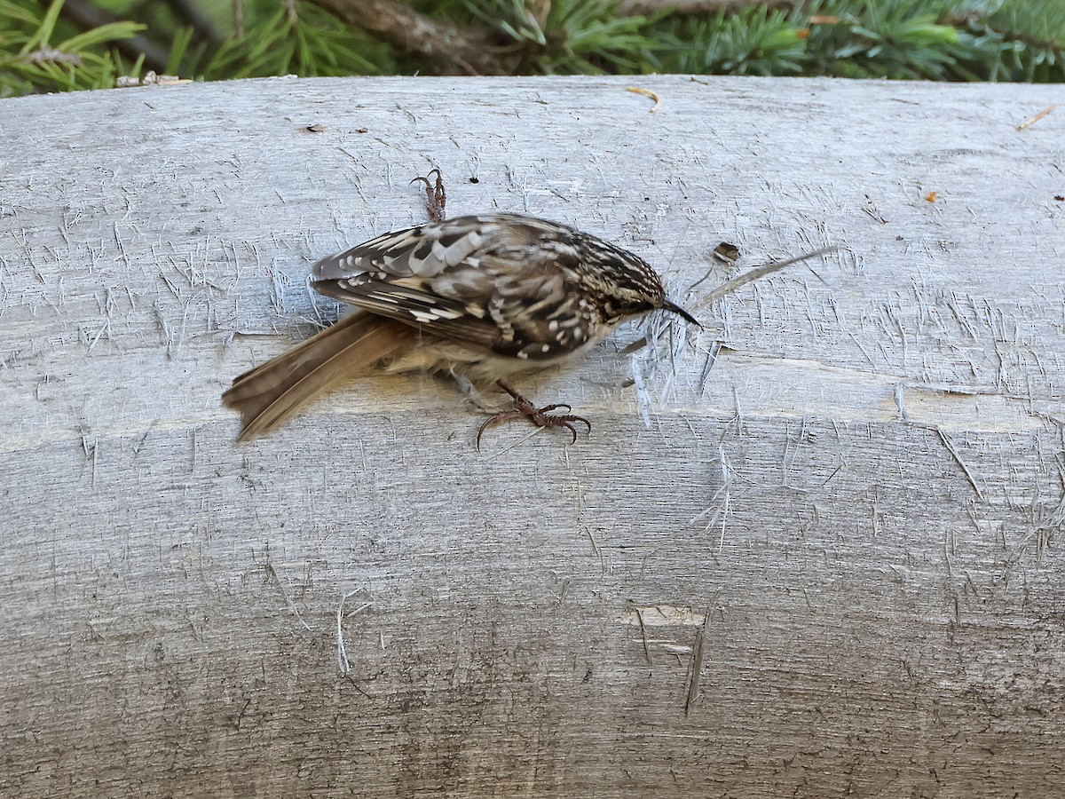 Brown Creeper - ML637874335
