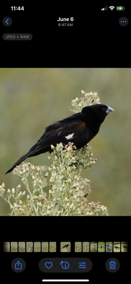 White-winged Widowbird - ML637874348
