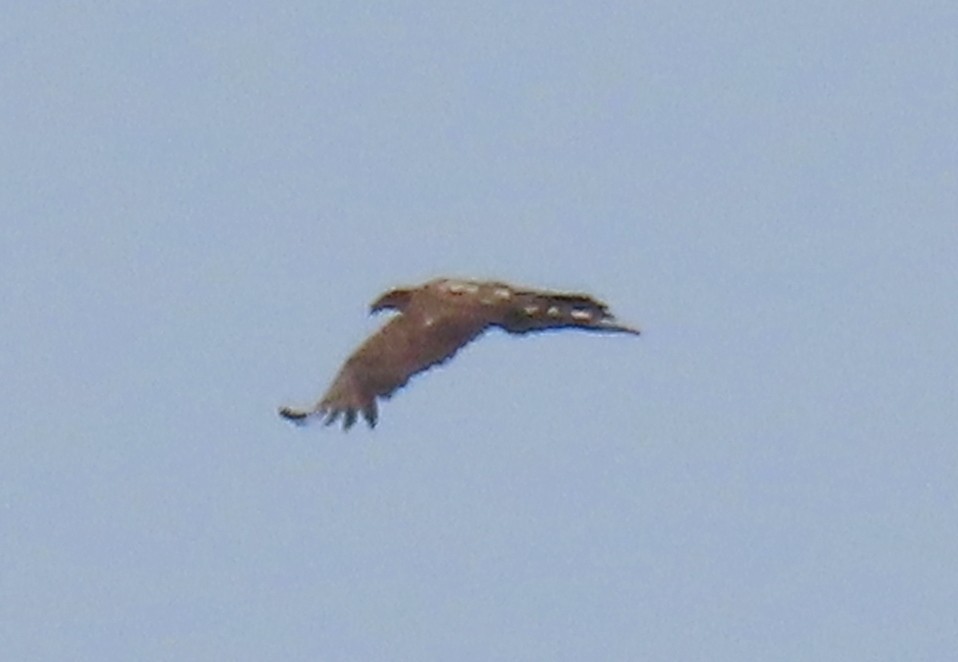 White-tailed Eagle - ML637874375