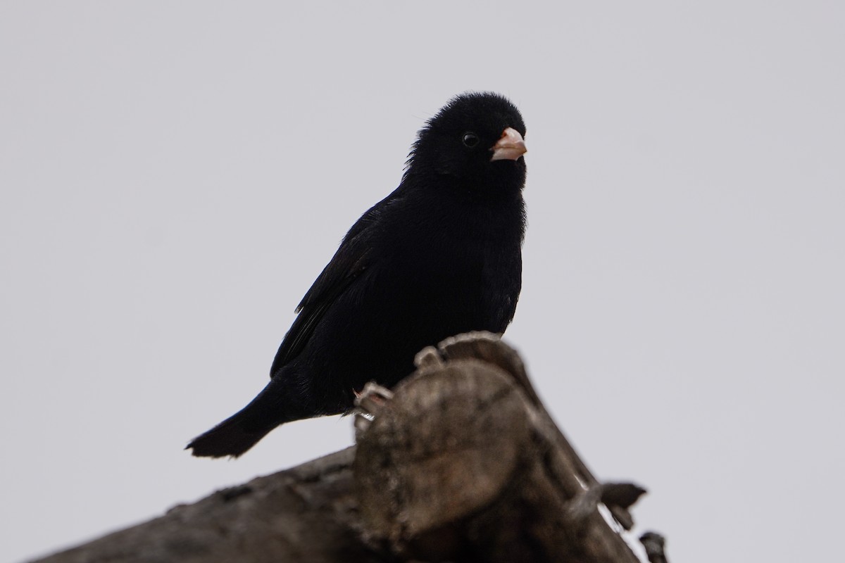 Village Indigobird - ML637874396