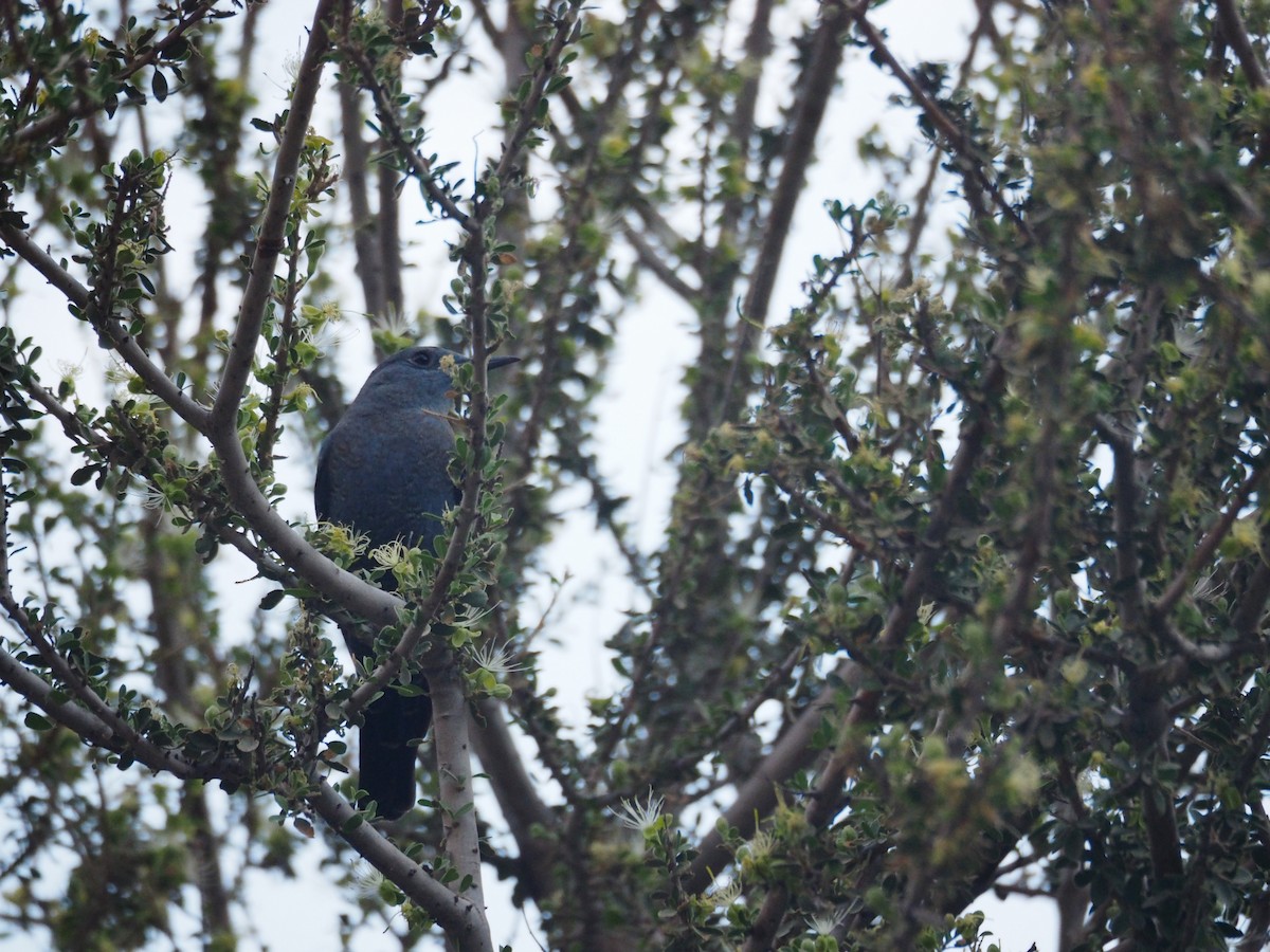 Blue Rock-Thrush - ML637874402