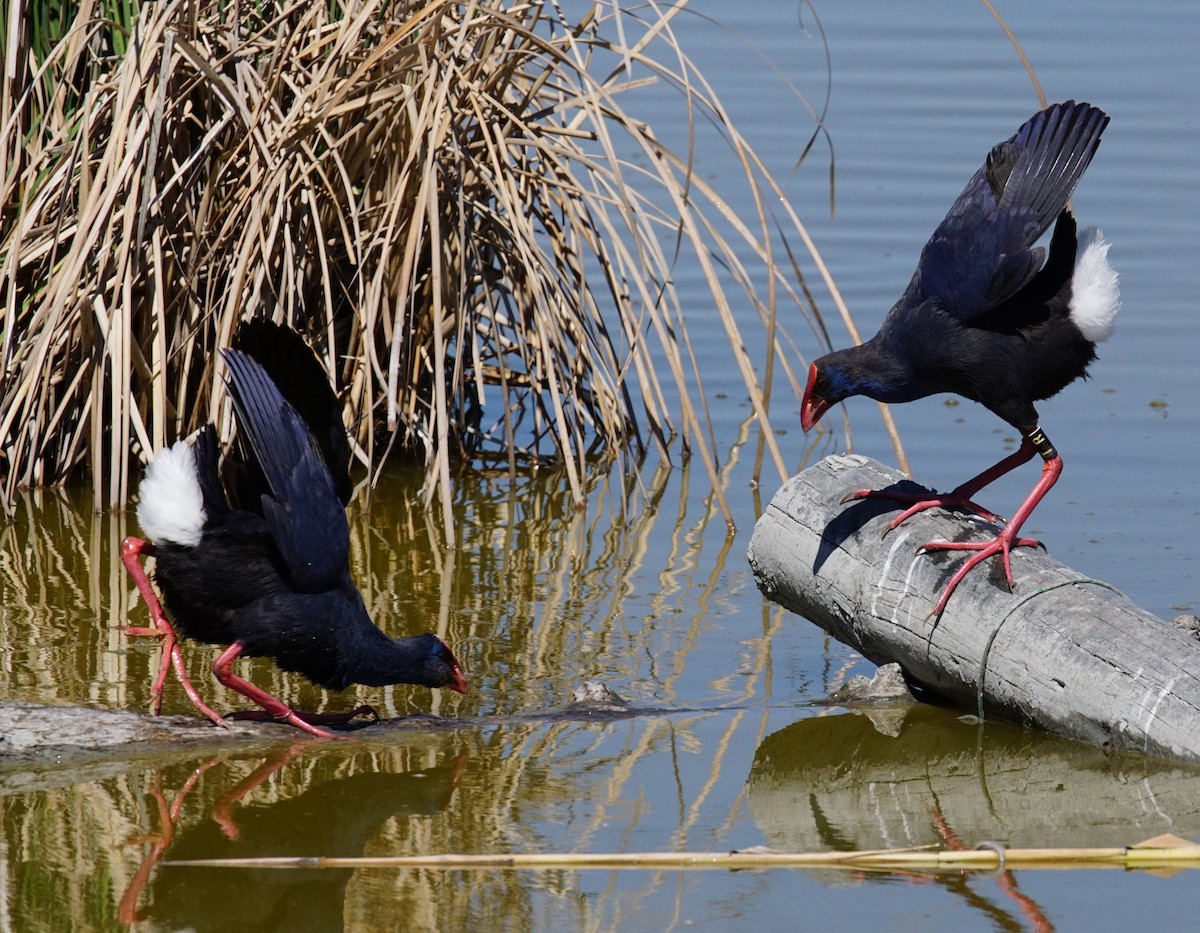 Western Swamphen - ML637874430