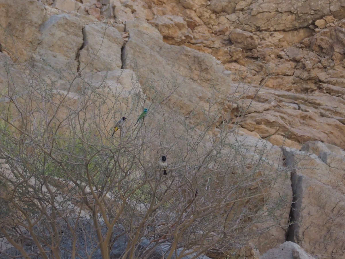 Arabian Green Bee-eater - ML637874438