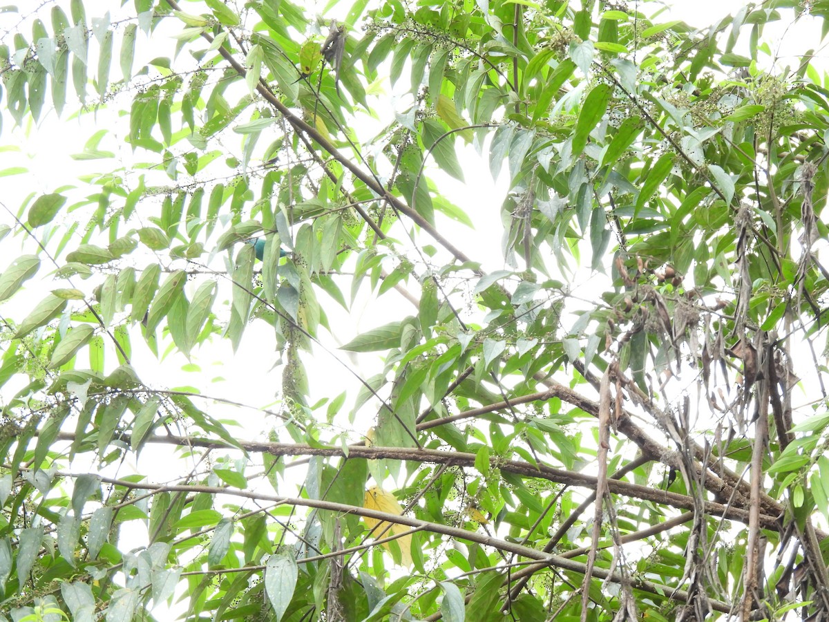 Viridian Dacnis - ML637874477