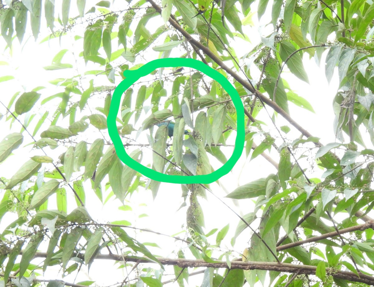 Viridian Dacnis - ML637874491