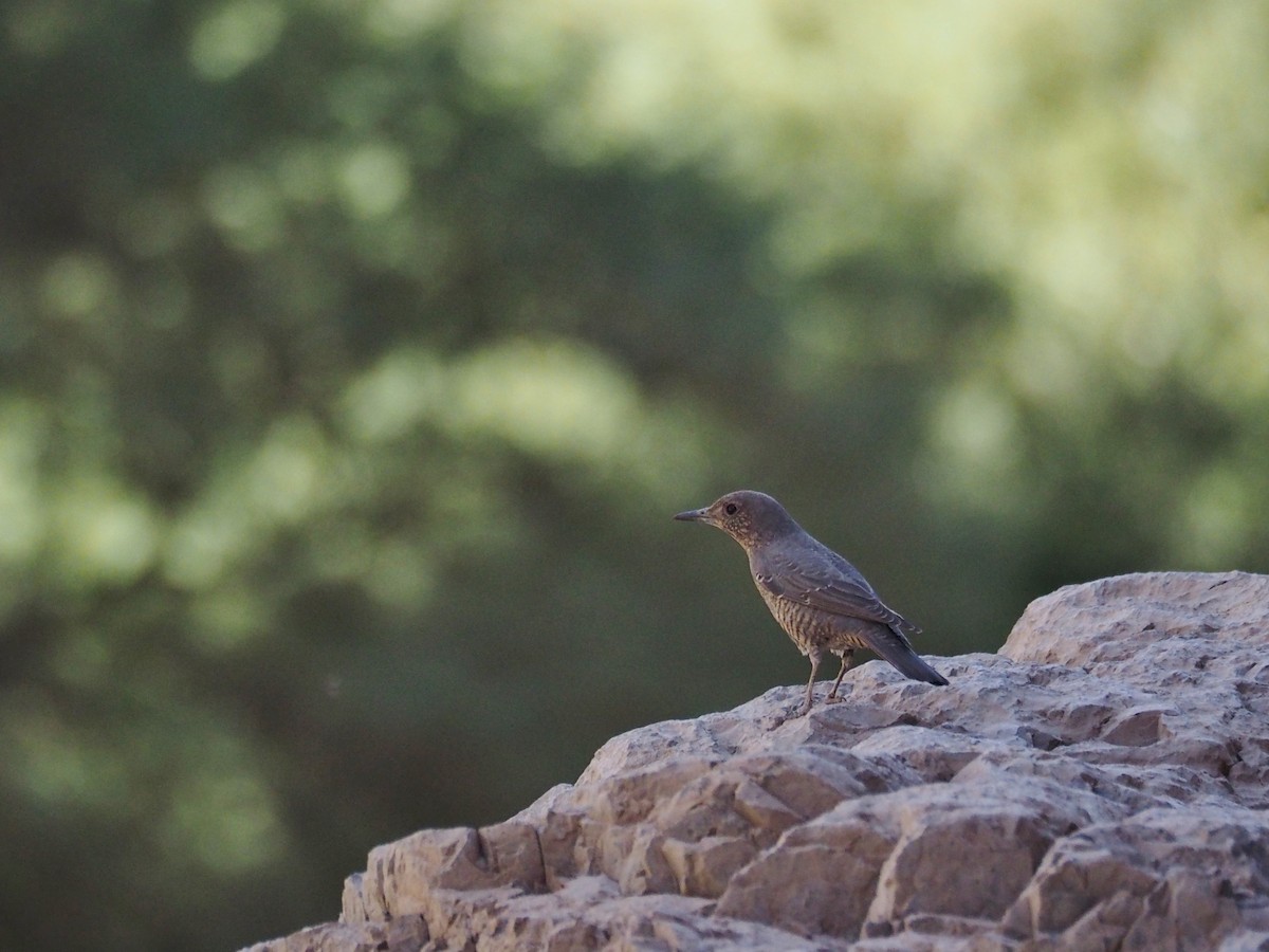 Blue Rock-Thrush - ML637874498