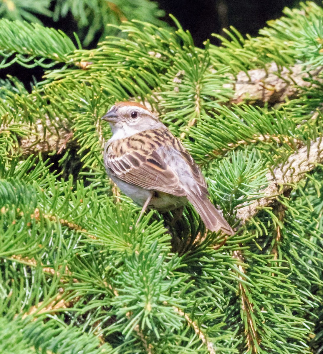 strnádka vrabcovitá - ML637874553