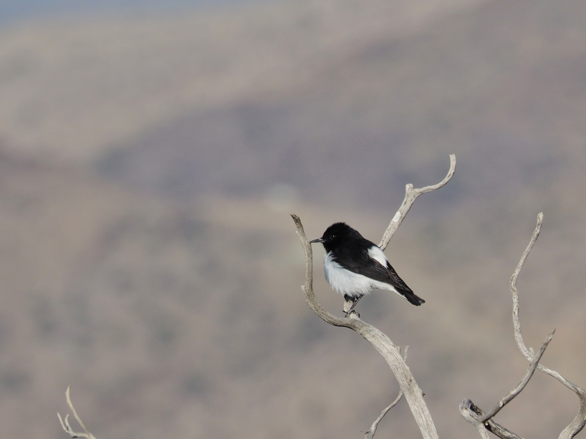 Hume's Wheatear - ML637874557