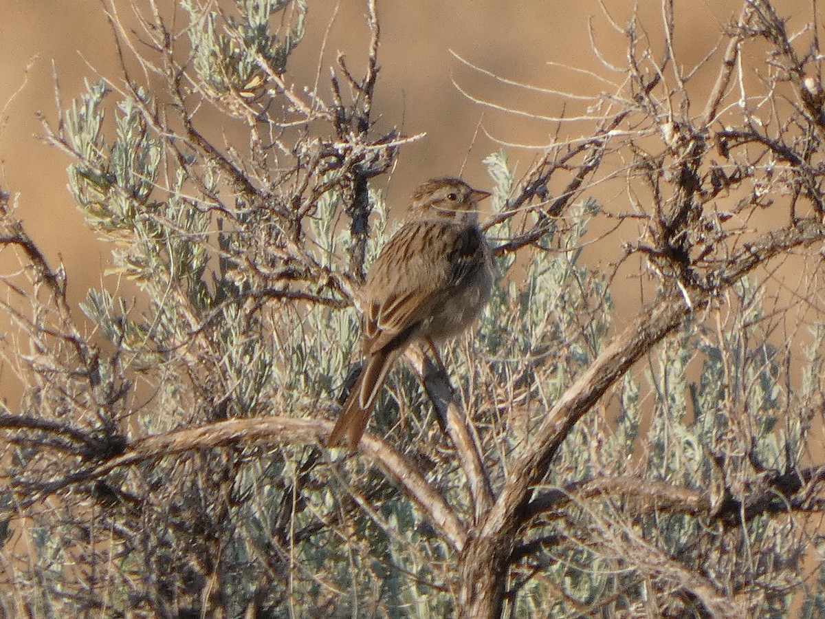 Brewer's Sparrow - ML637874588