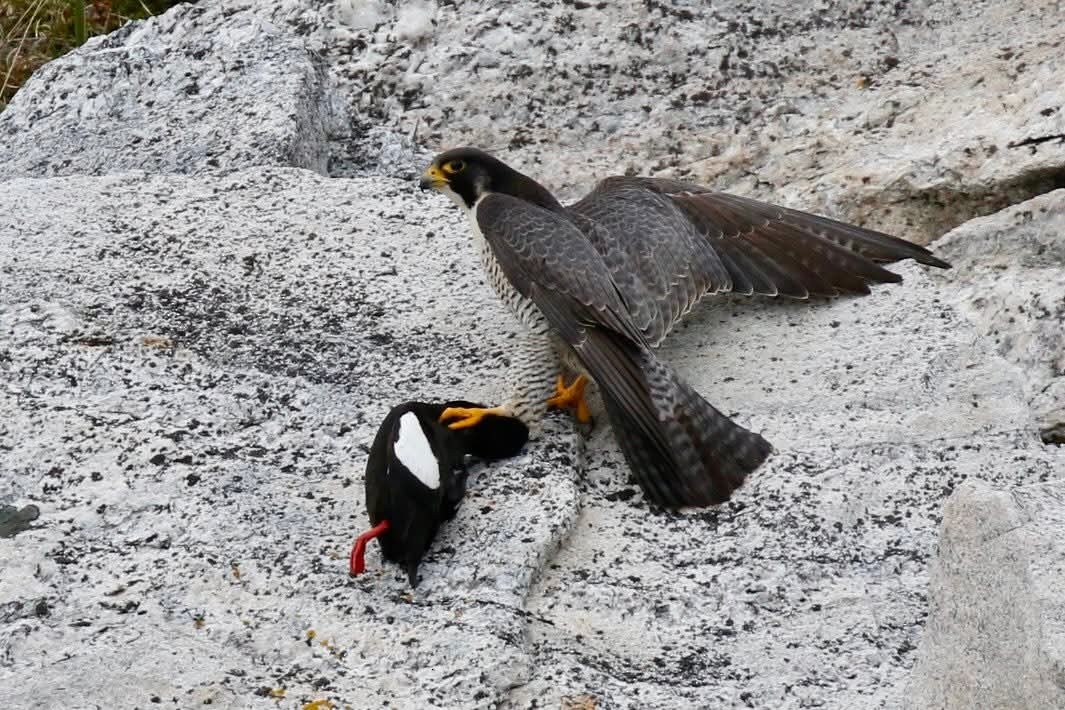 Peregrine Falcon (Tundra) - ML637874601