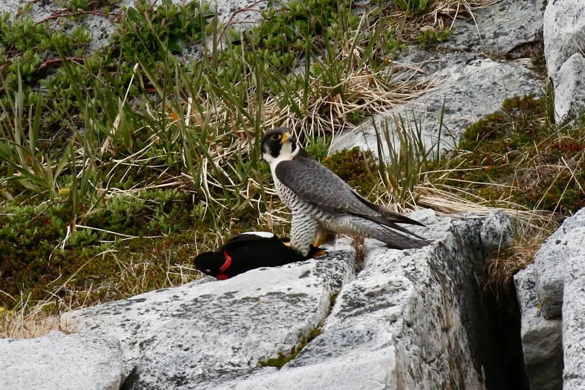 Peregrine Falcon (Tundra) - ML637874617
