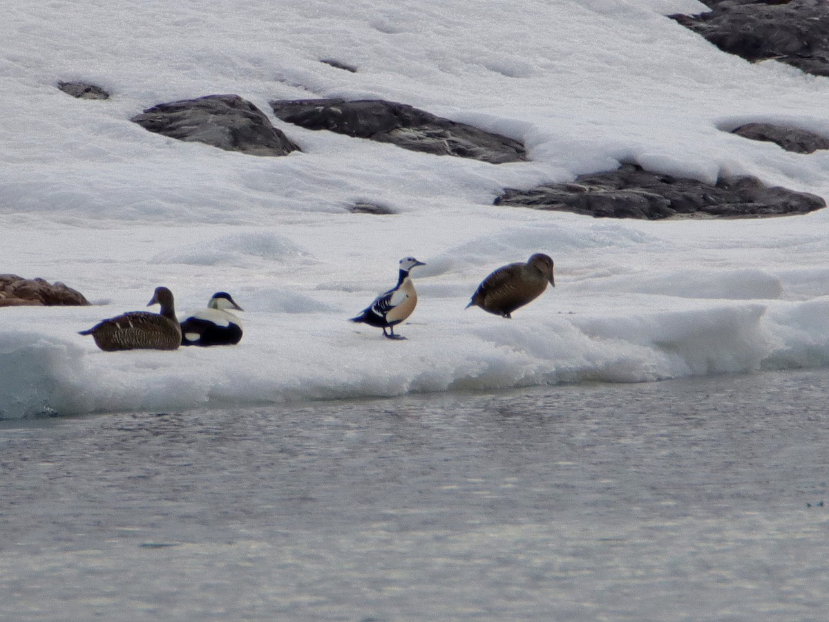 Steller's Eider - ML637874642