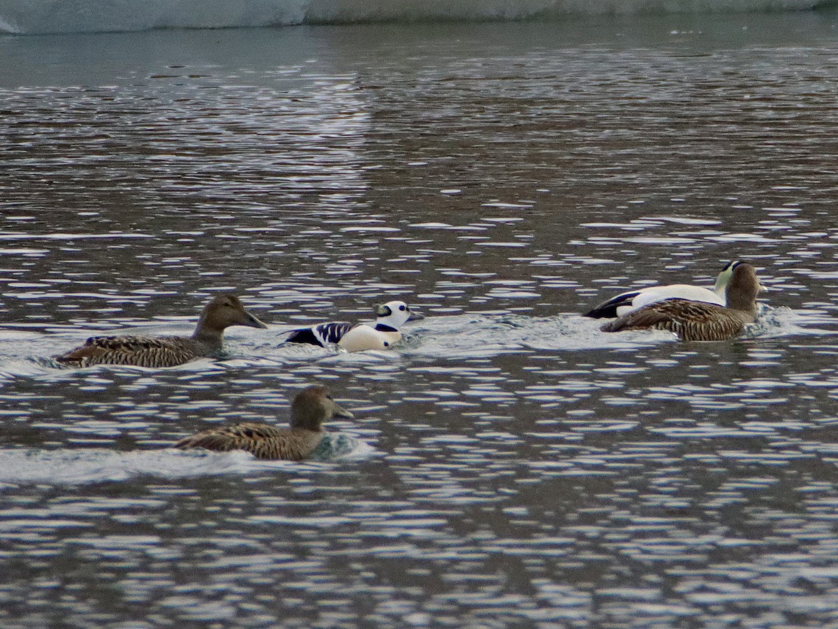 Steller's Eider - ML637874644