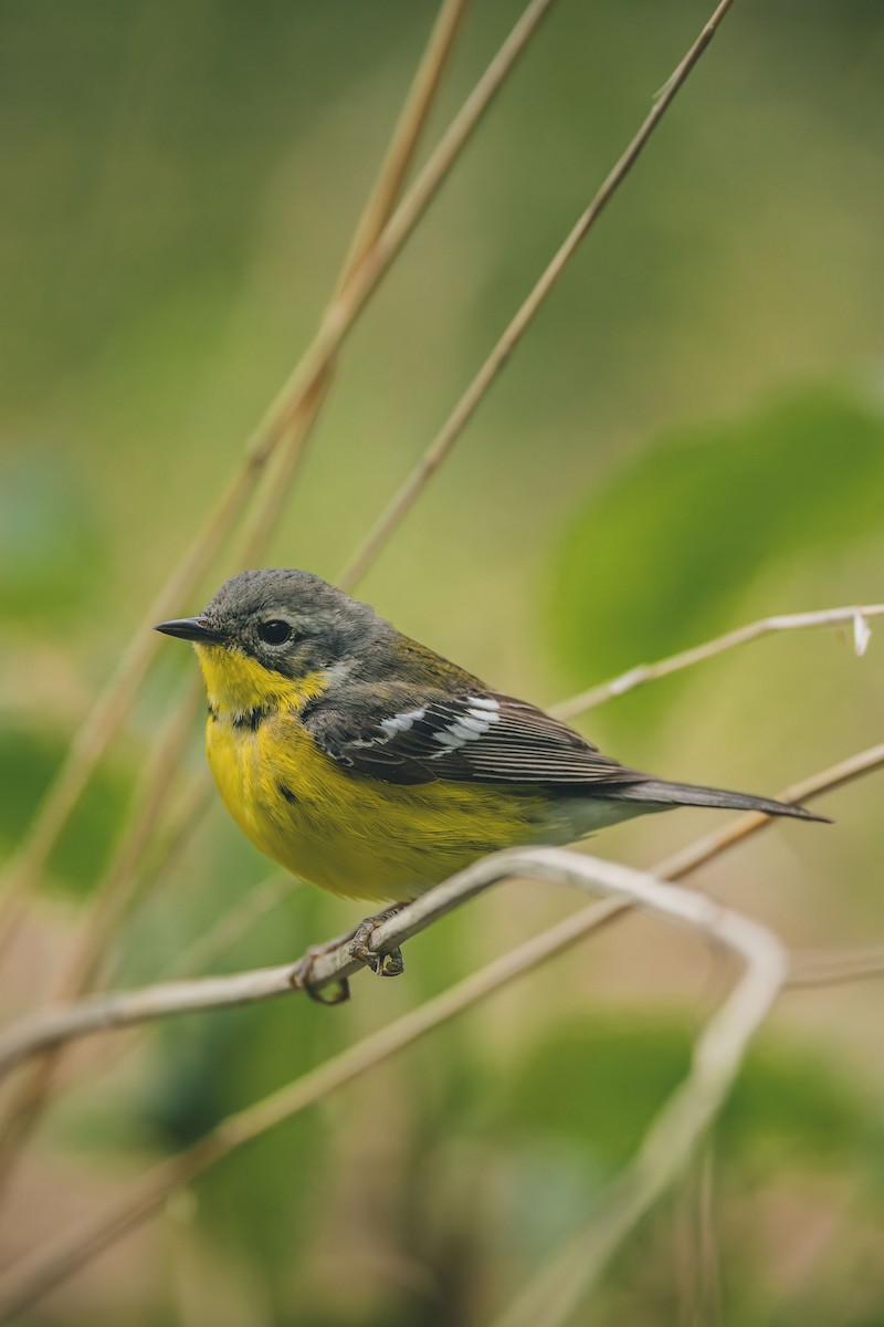 Magnolia Warbler - ML637874662