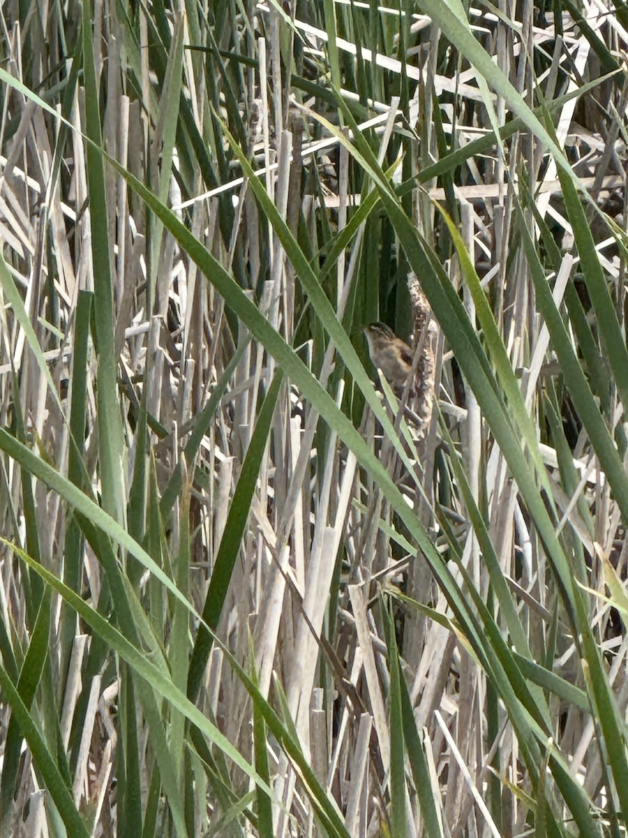 Marsh Wren - ML637874665