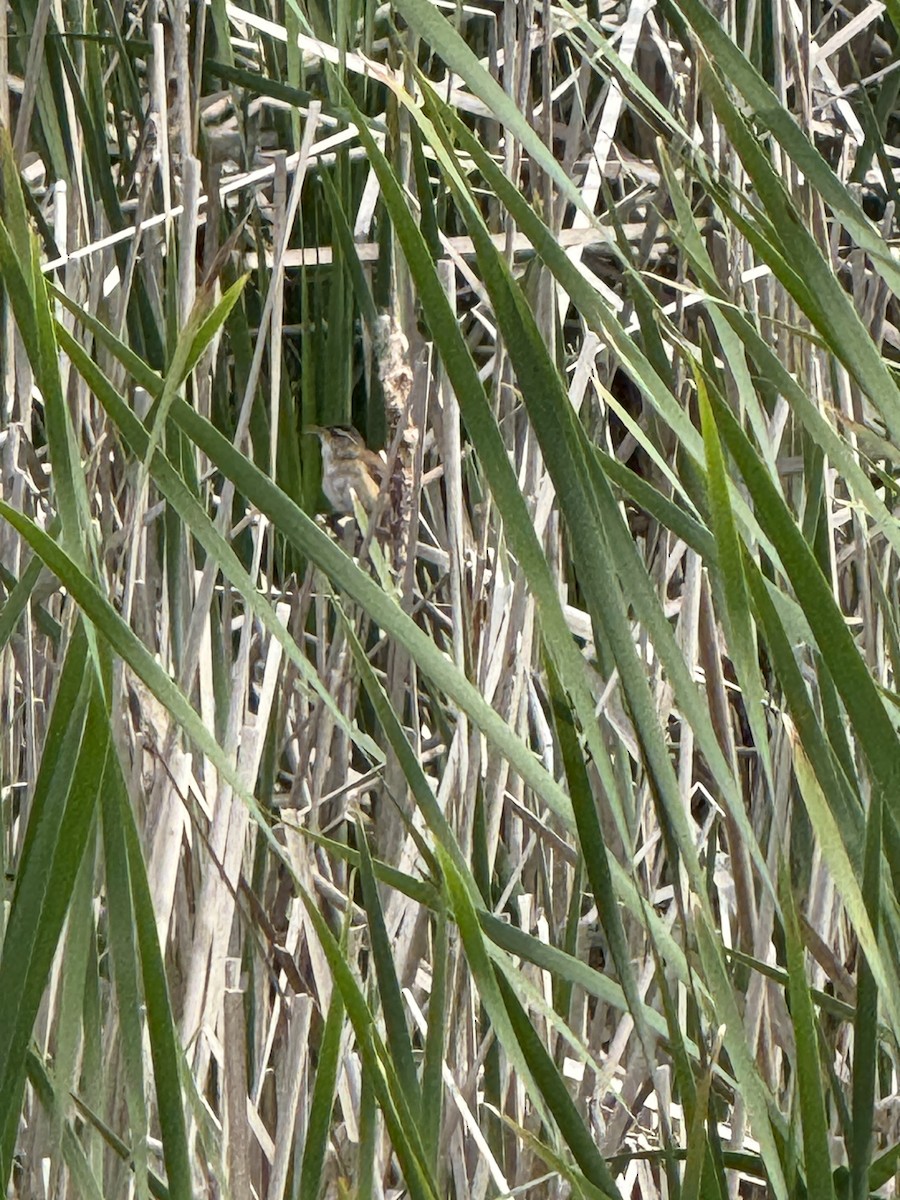 Marsh Wren - ML637874666