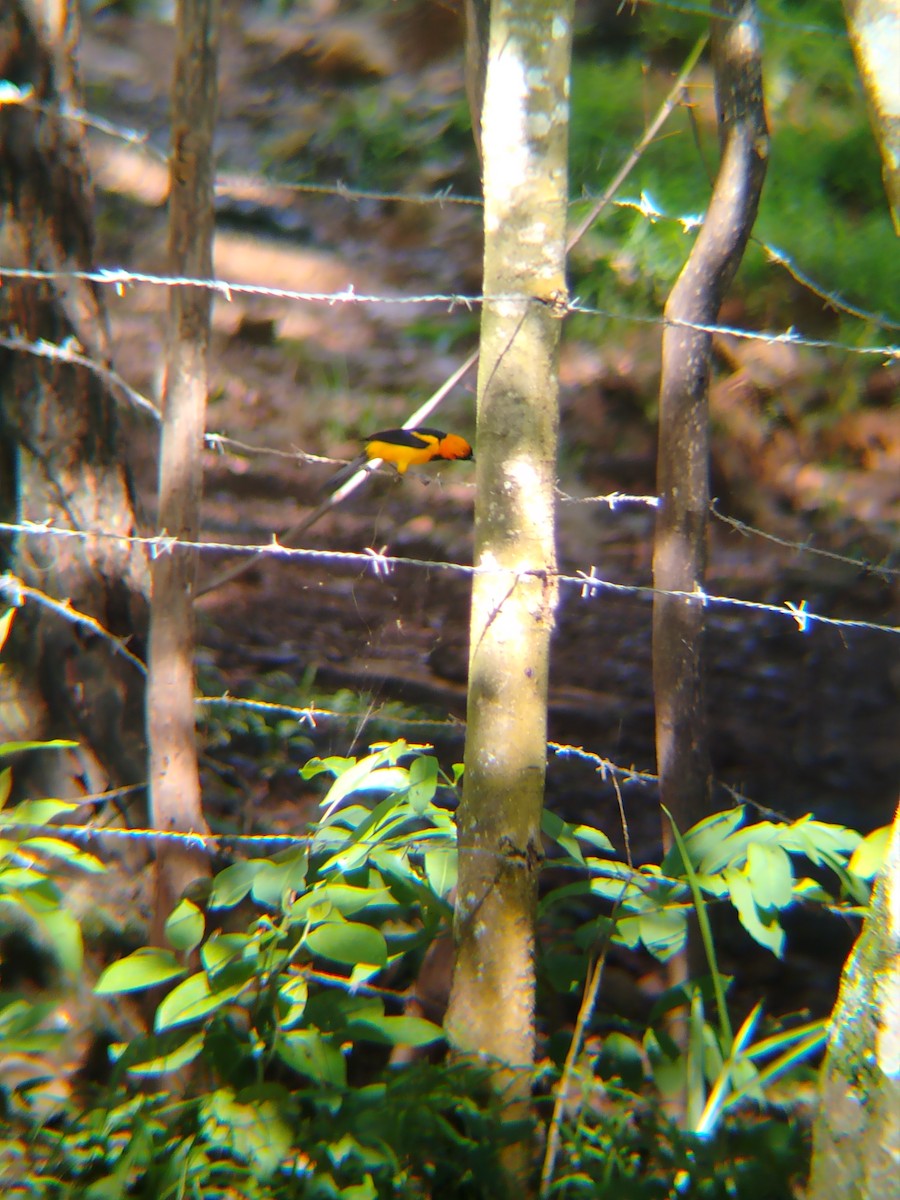 Orange-crowned Oriole - ML637874673